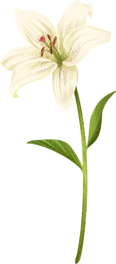 White Lily Flower